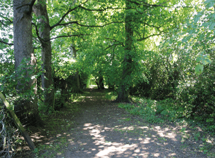 Dog Walk & Fairy Garden